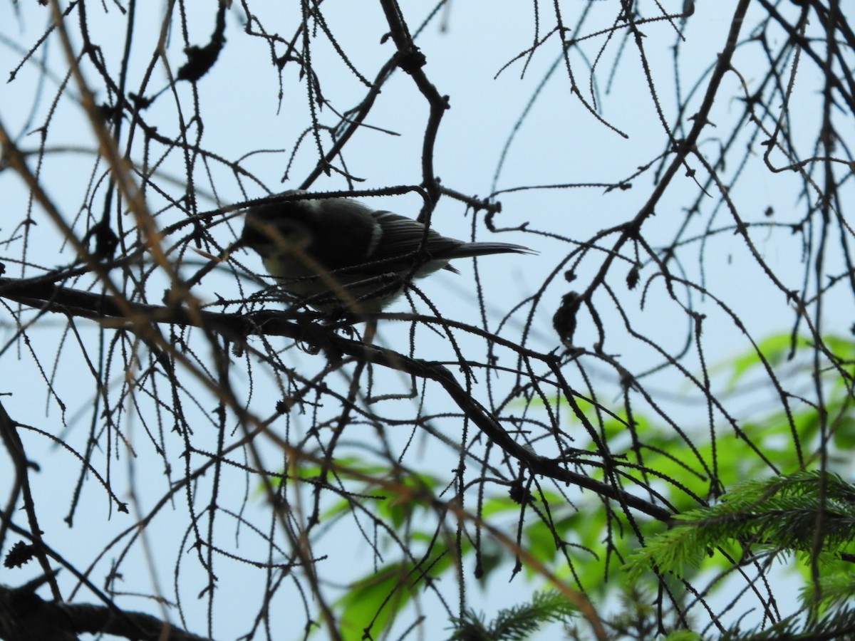 Eurasian Blackcap - ML586165701