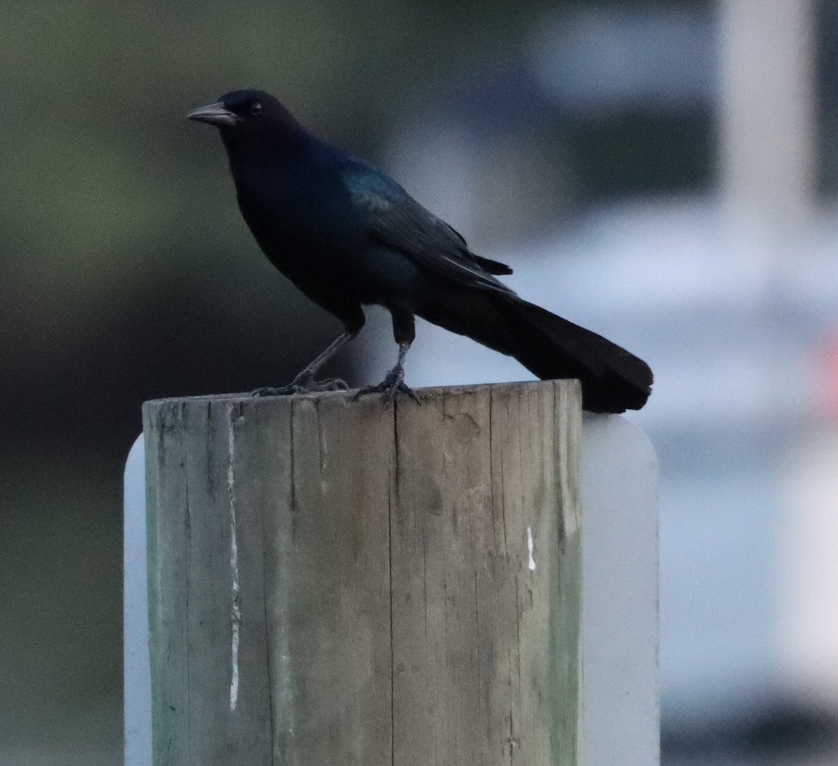 Boat-tailed Grackle - ML586165961
