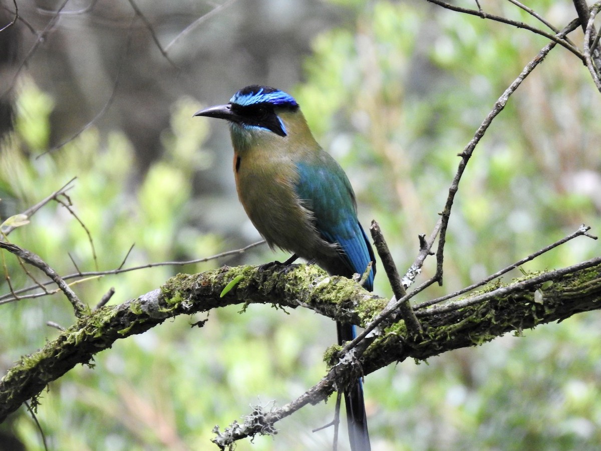 Lesson's Motmot - ML586166101