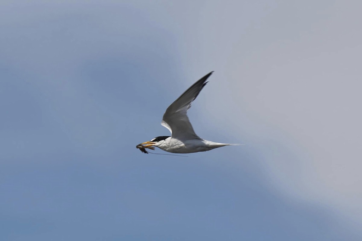 Little Tern - ML586166241