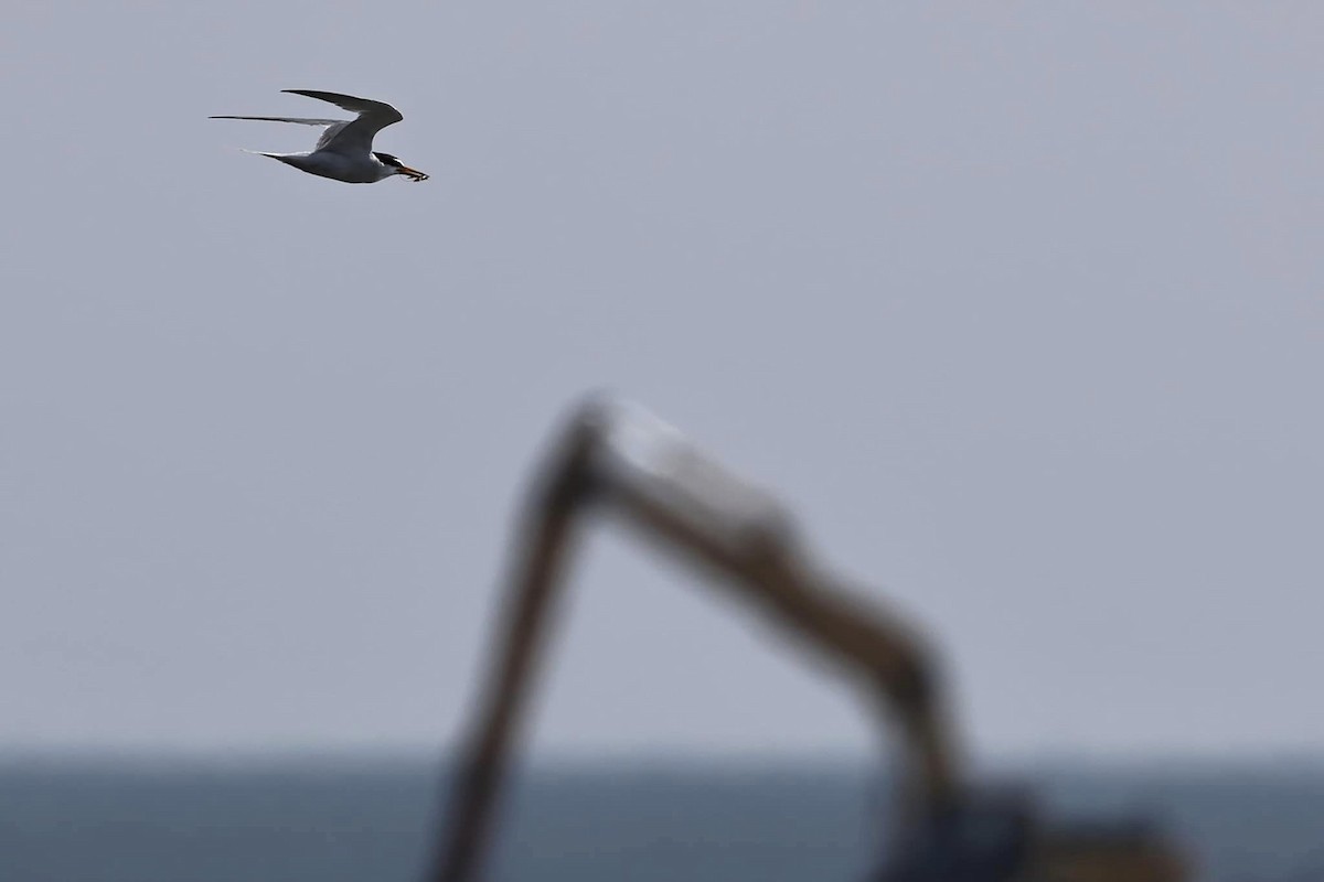 Little Tern - ML586166281