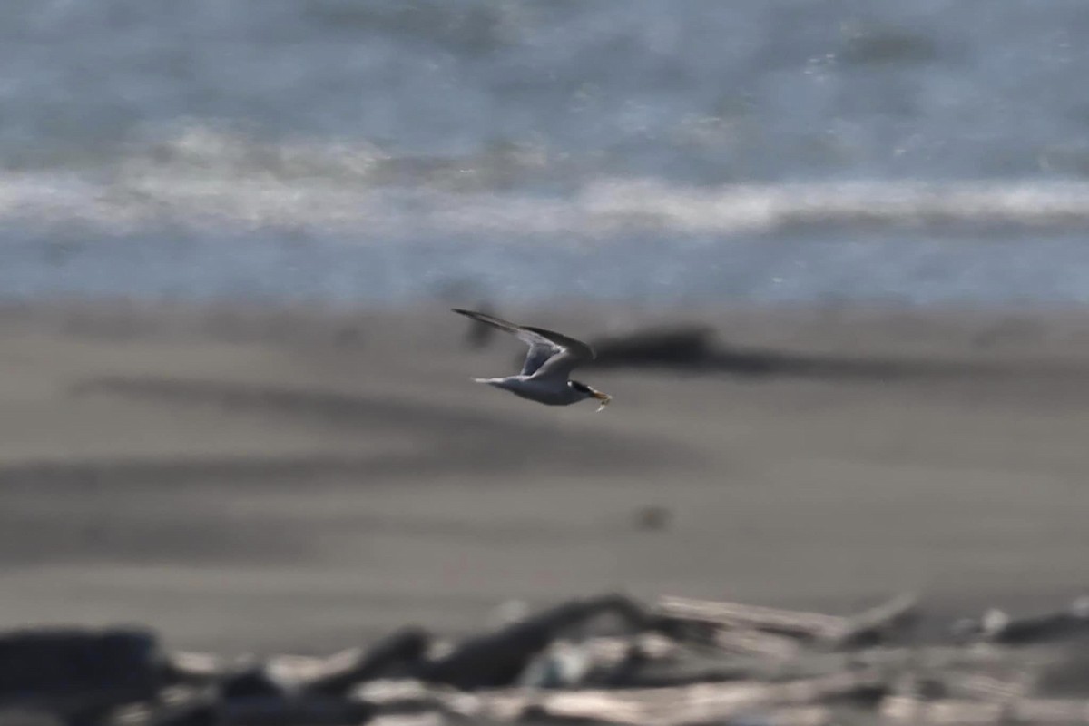 Little Tern - ML586166291