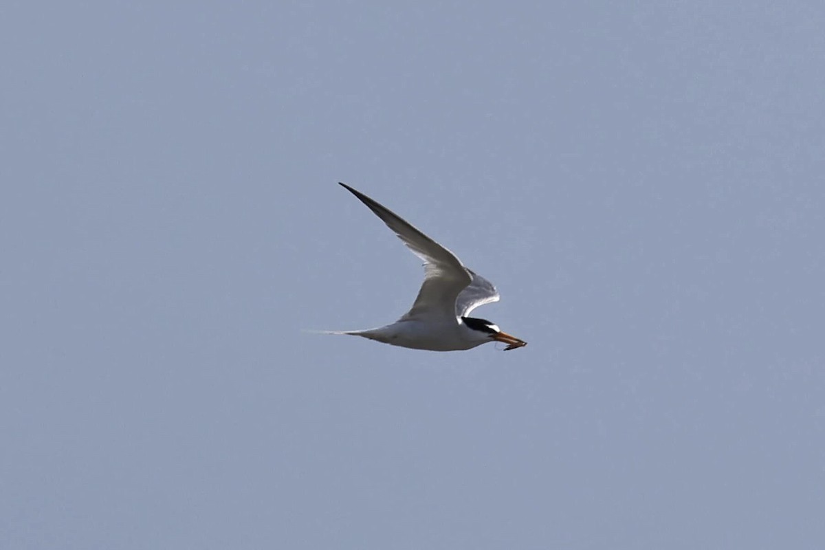 Little Tern - ML586166301