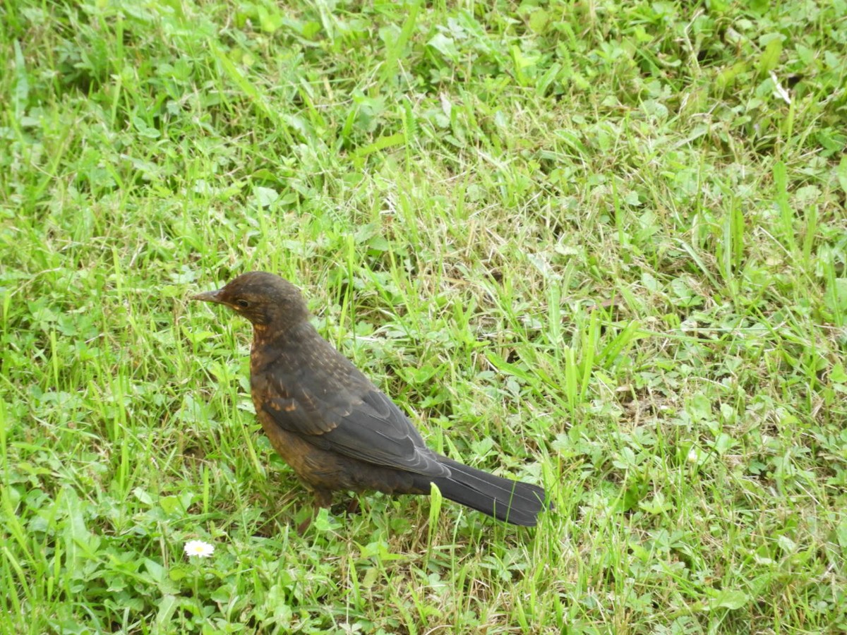 Eurasian Blackbird - ML586166581