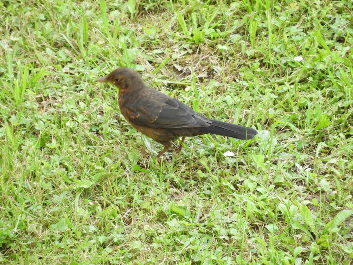 Eurasian Blackbird - ML586166591