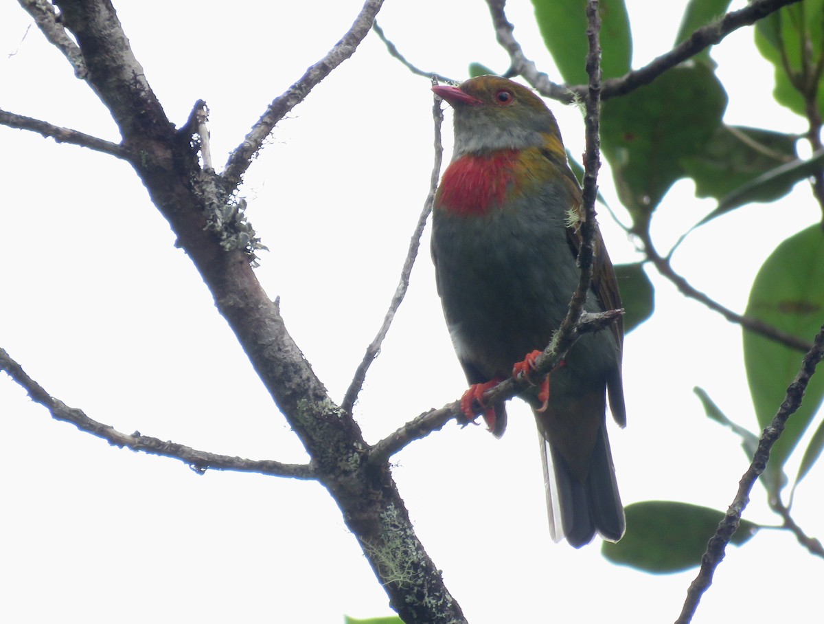 Red-banded Fruiteater - Iván Lau