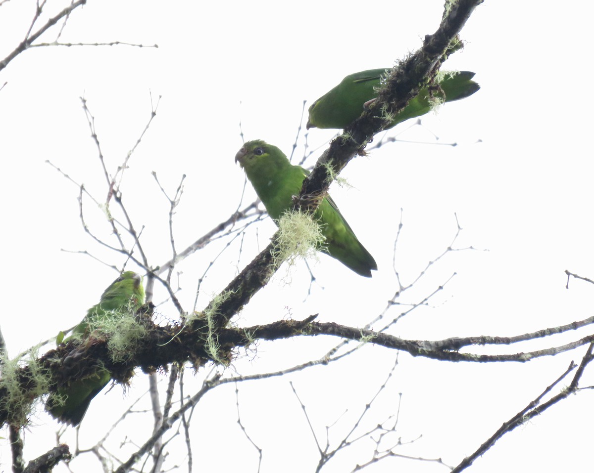 Tepui Parrotlet - ML586166851