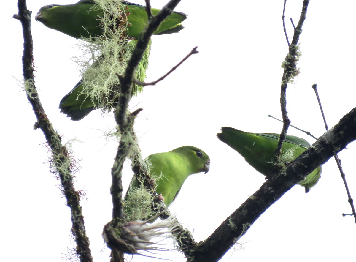 Tepui Parrotlet - ML586166861