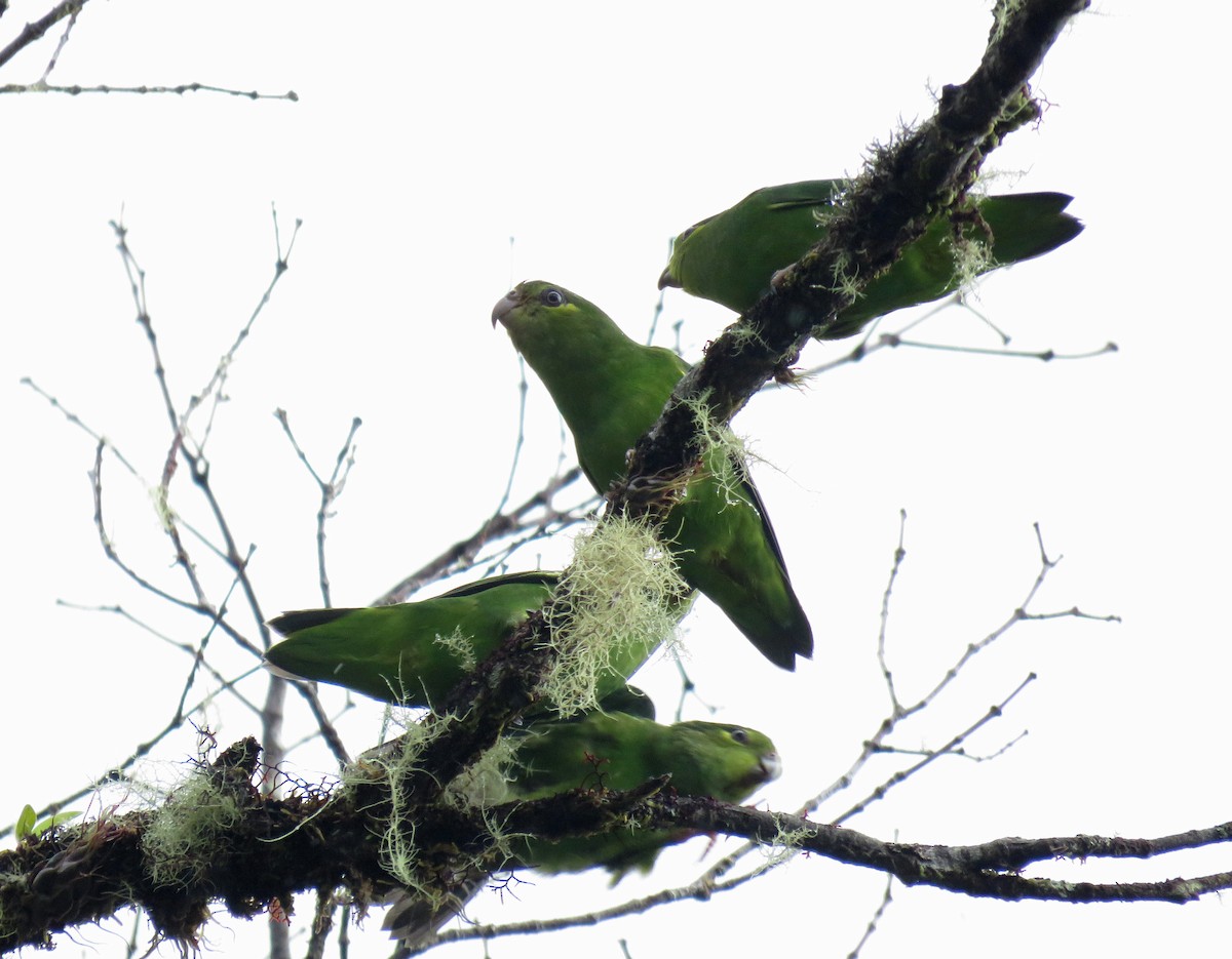 Tepui Parrotlet - ML586166871