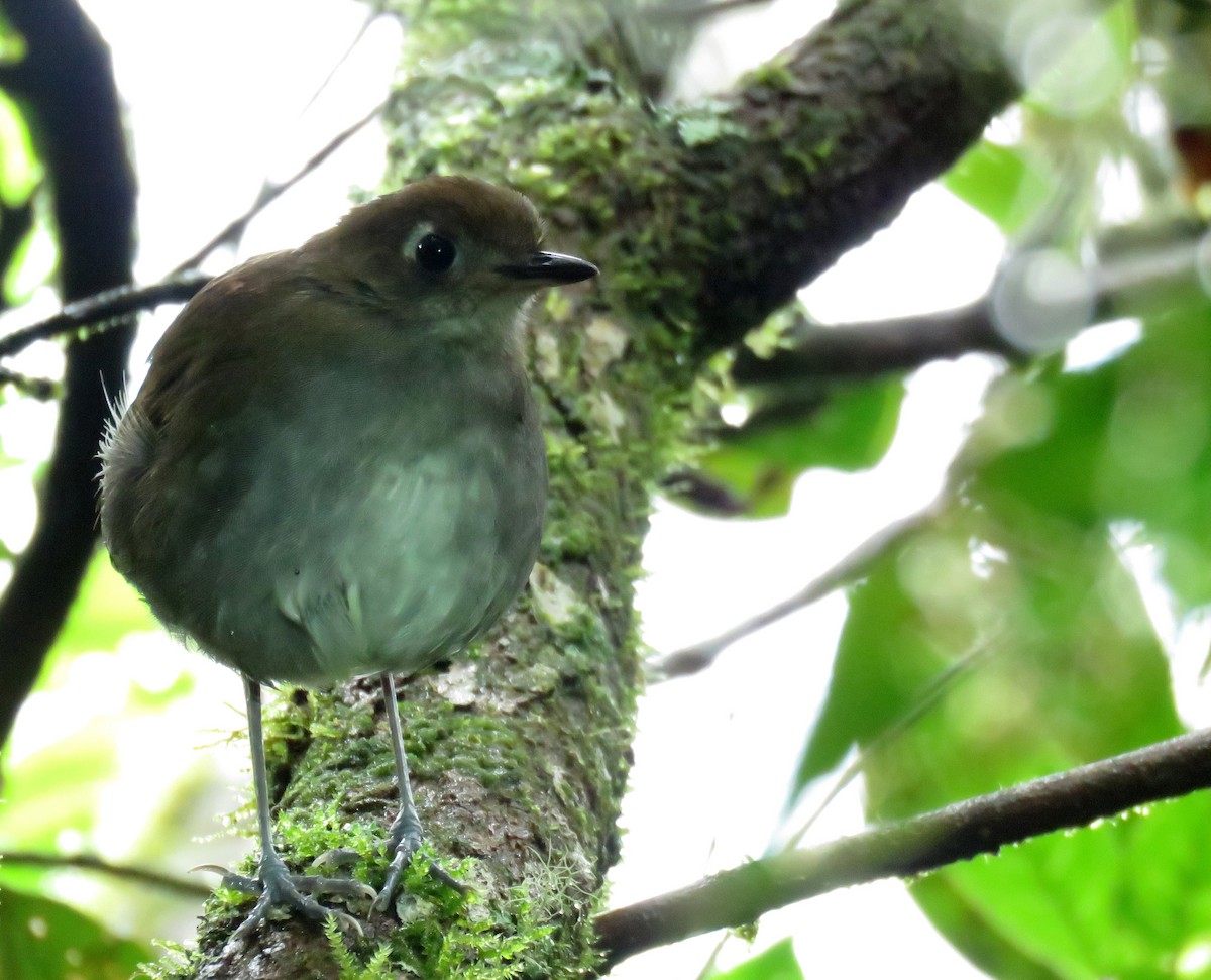 Tepui Antpitta - Iván Lau