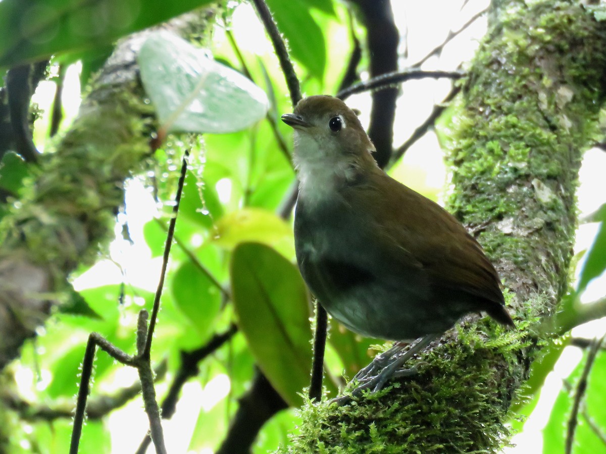 Tepui Antpitta - Iván Lau