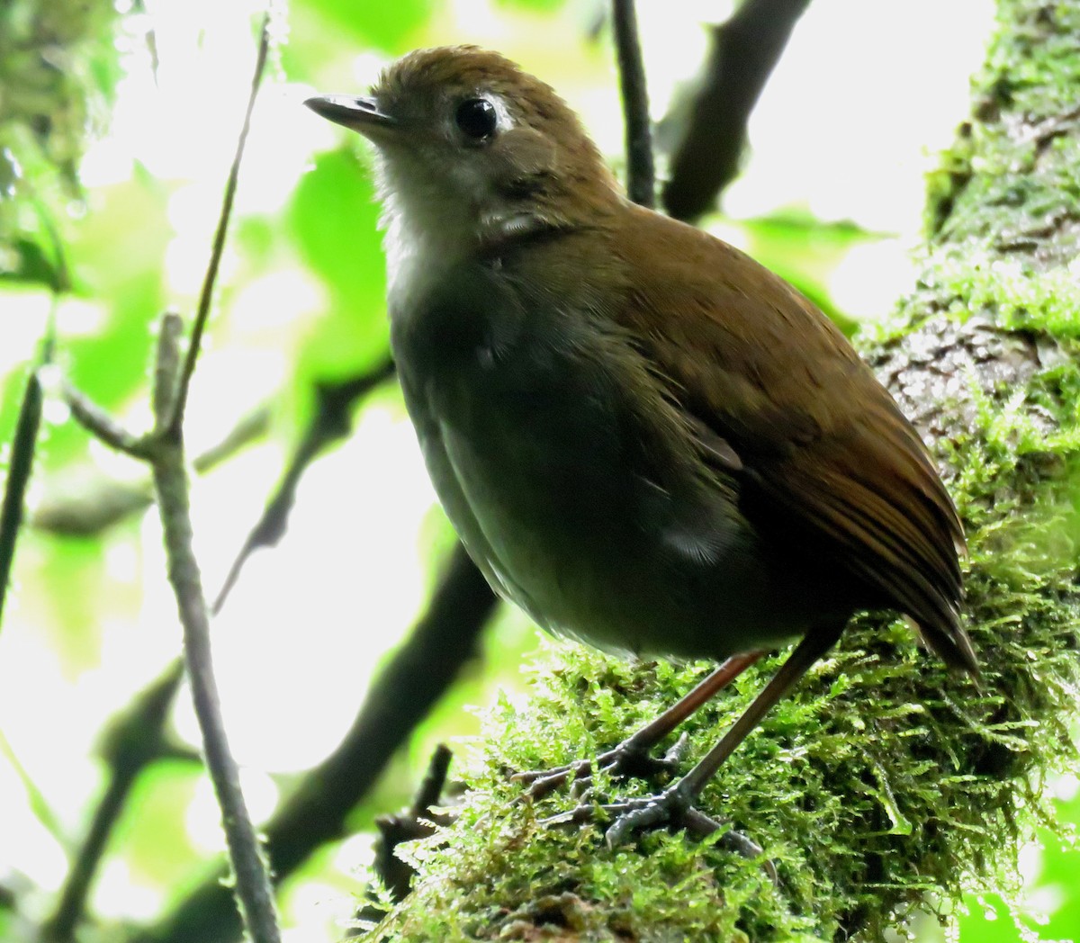 Tepui Antpitta - Iván Lau