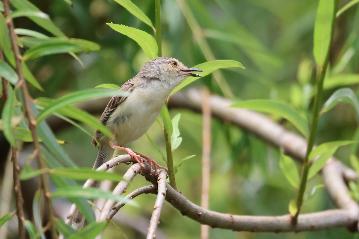 Prinia simple - ML586167111