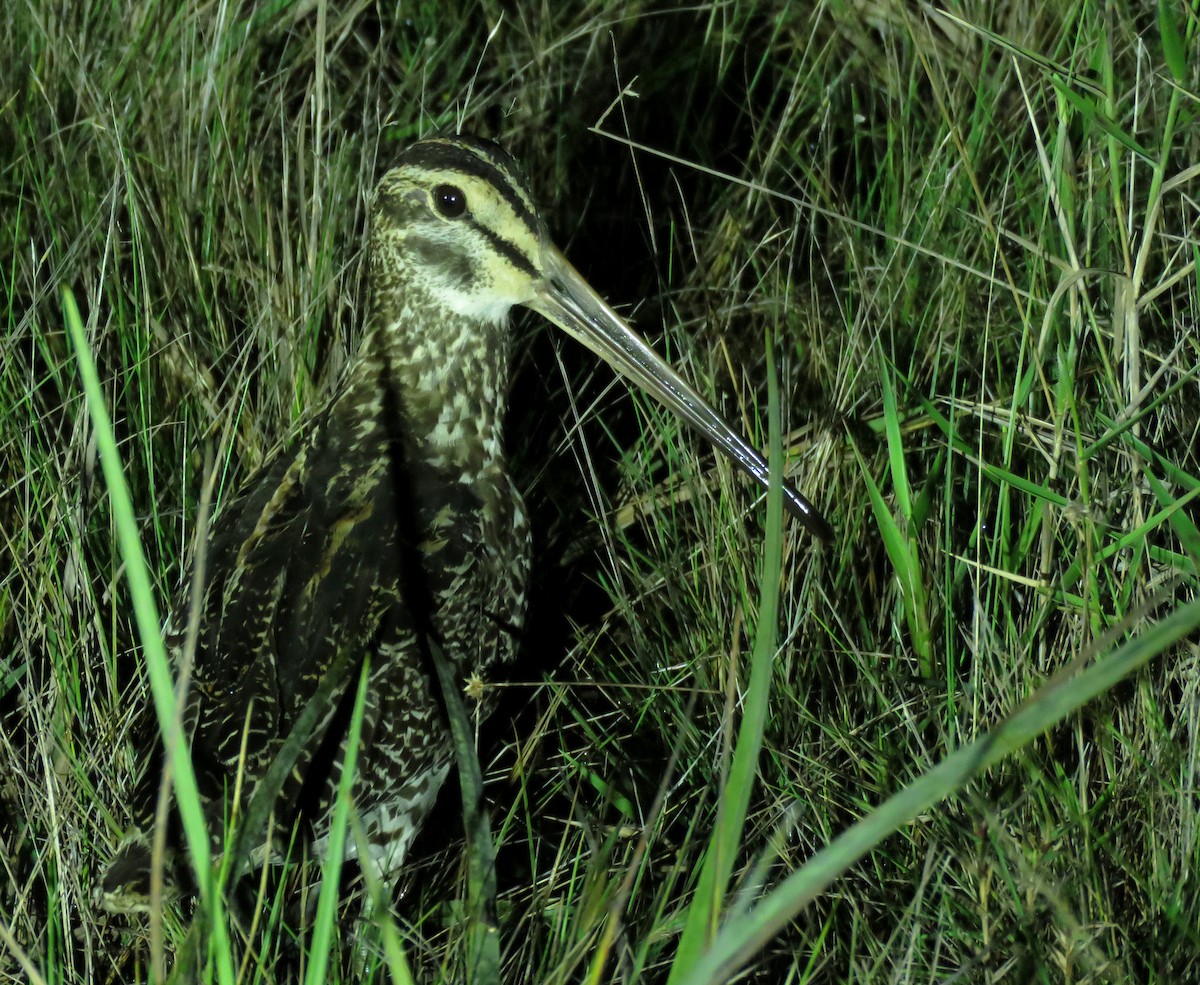 Giant Snipe - Iván Lau