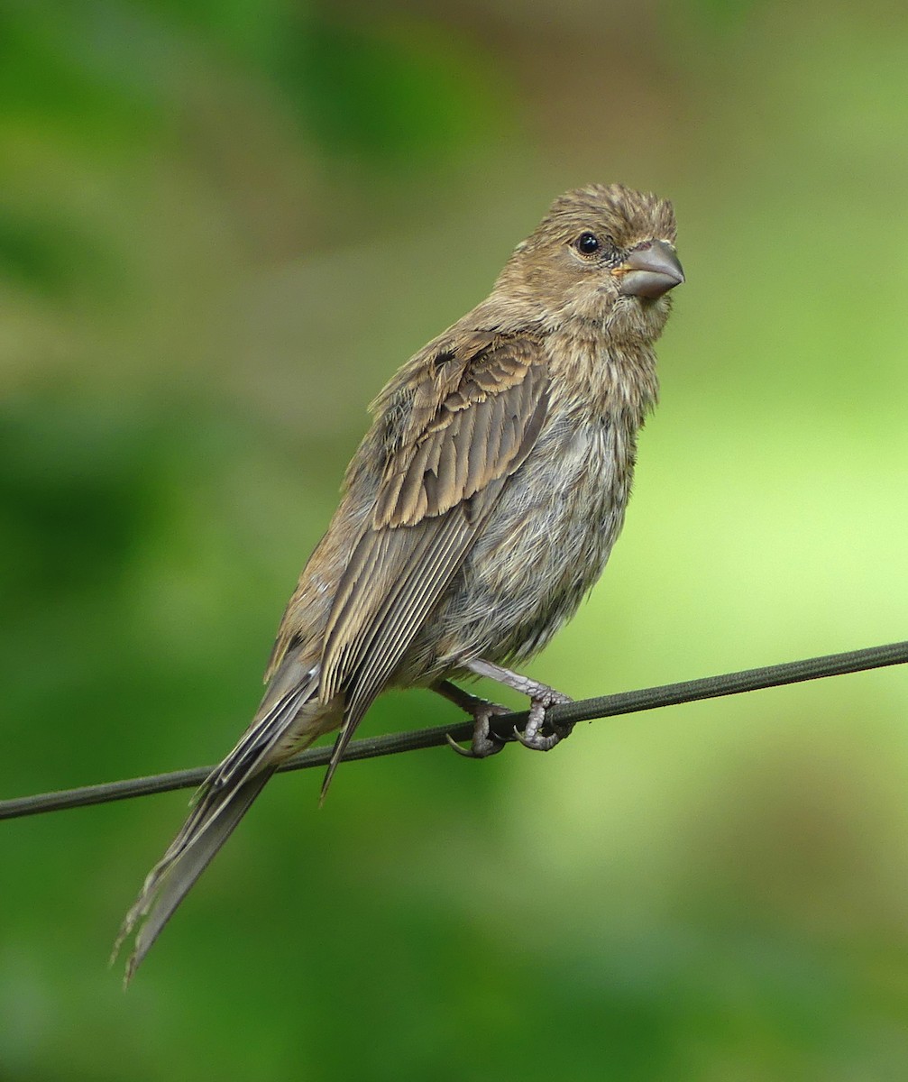 House Finch - Sean Smith