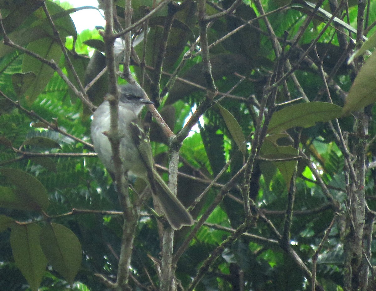Black-fronted Tyrannulet - Iván Lau