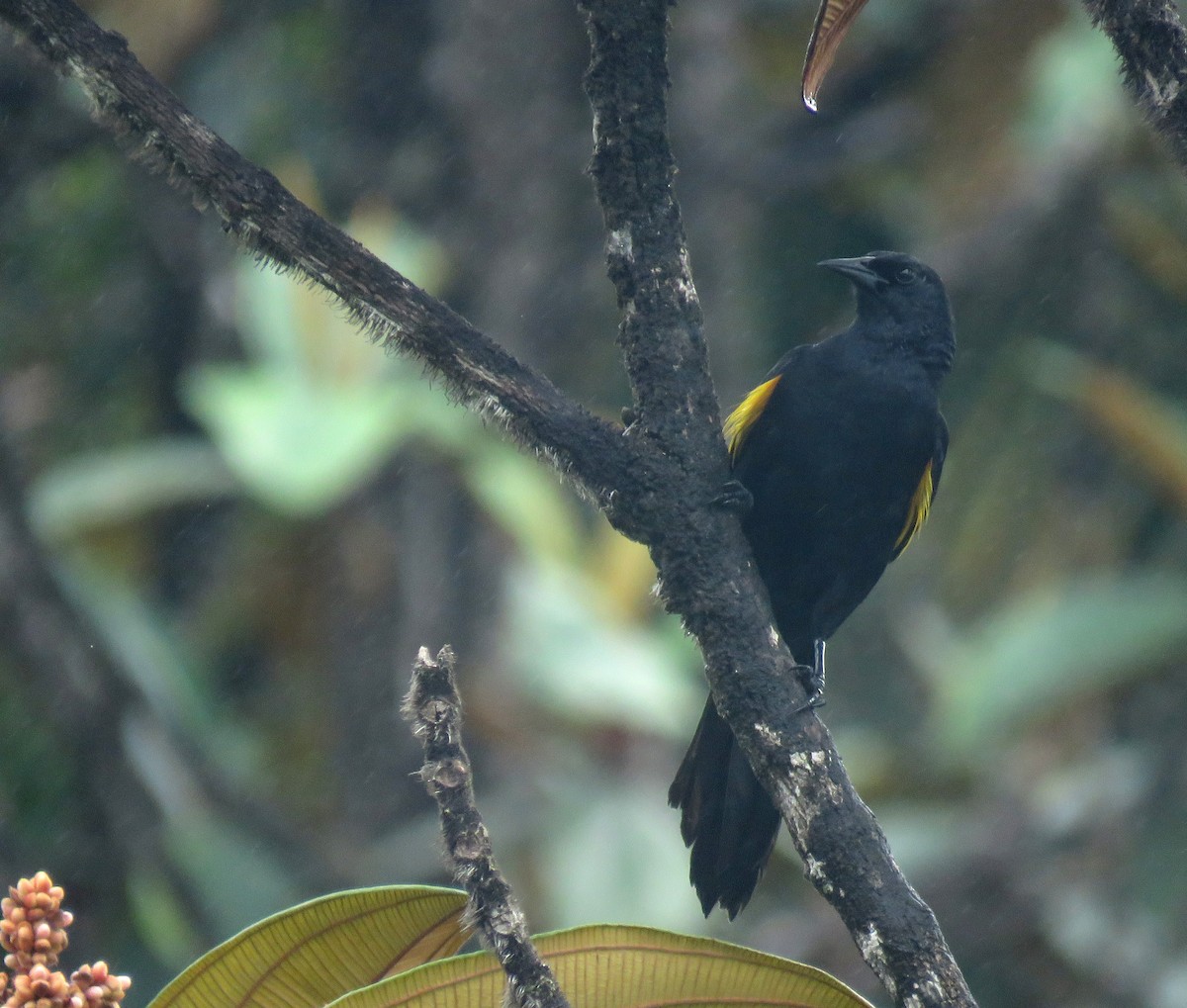 Golden-tufted Grackle - ML586168021