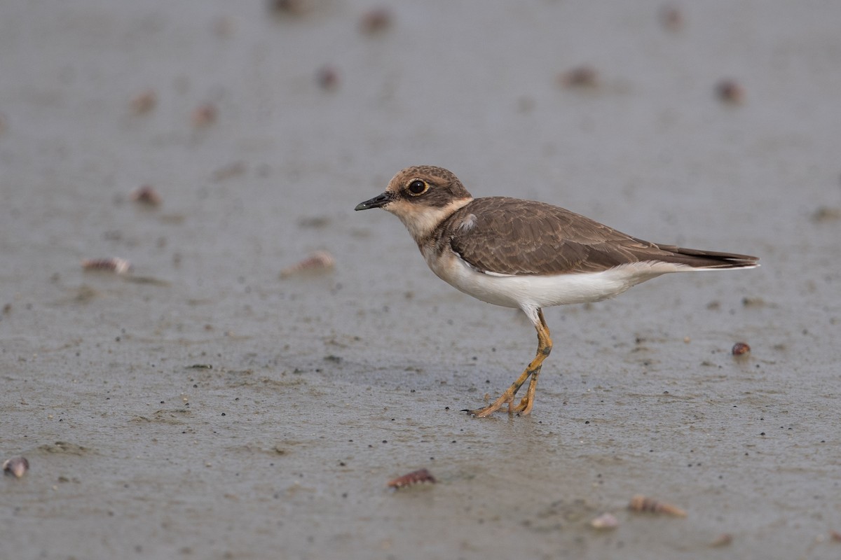 Little Ringed Plover (curonicus) - ML586168691