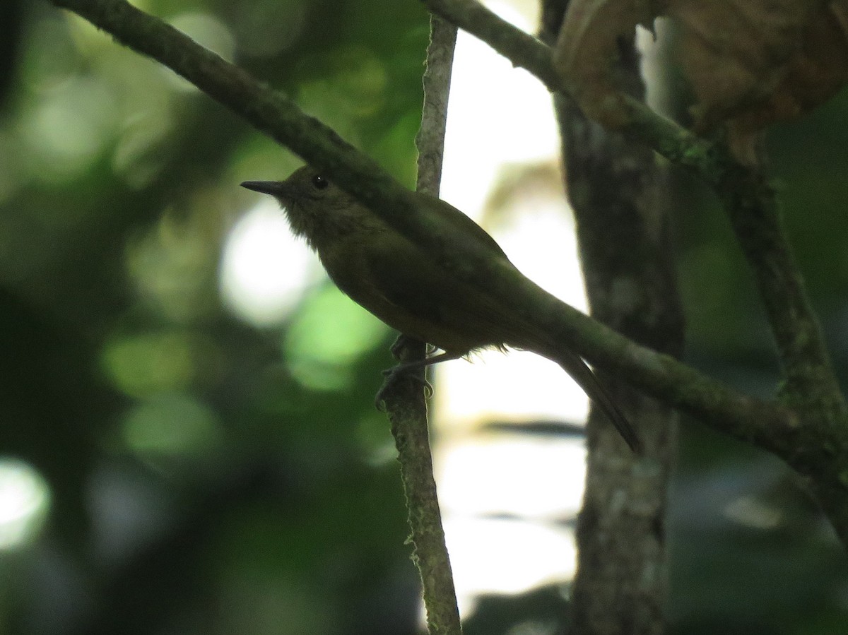 Sierra de Lema Flycatcher - ML586168951