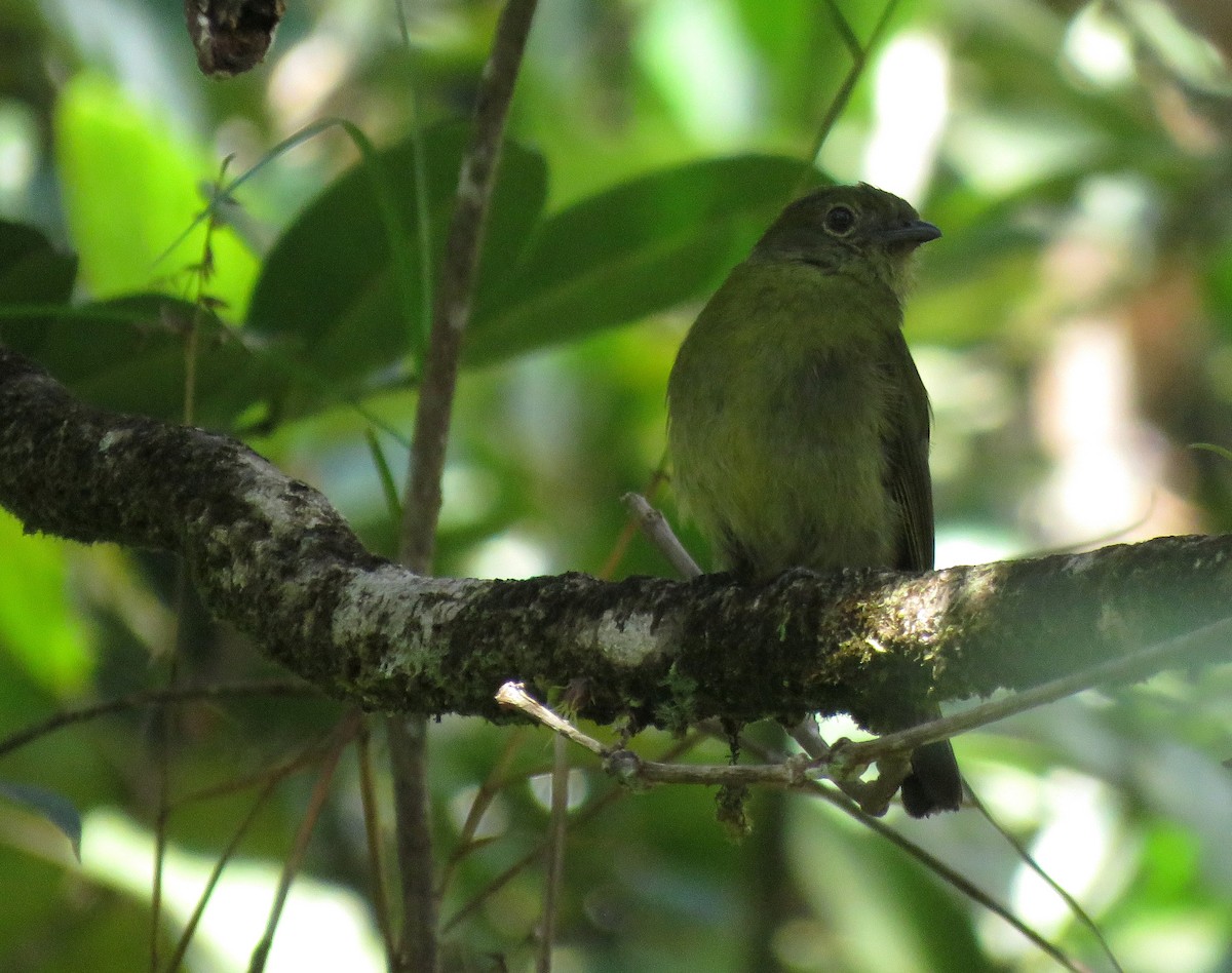 Olive Manakin - Iván Lau