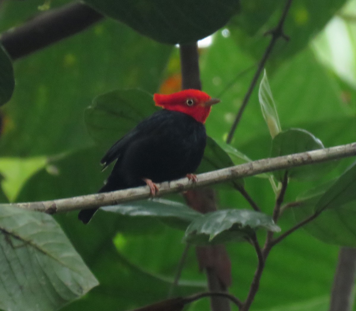 Scarlet-horned Manakin - ML586169231