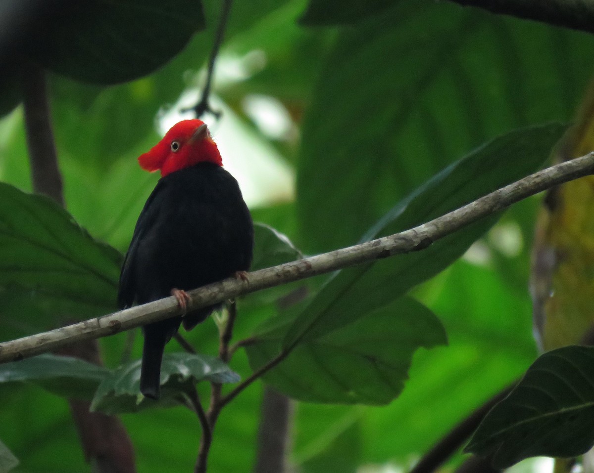 Scarlet-horned Manakin - ML586169241