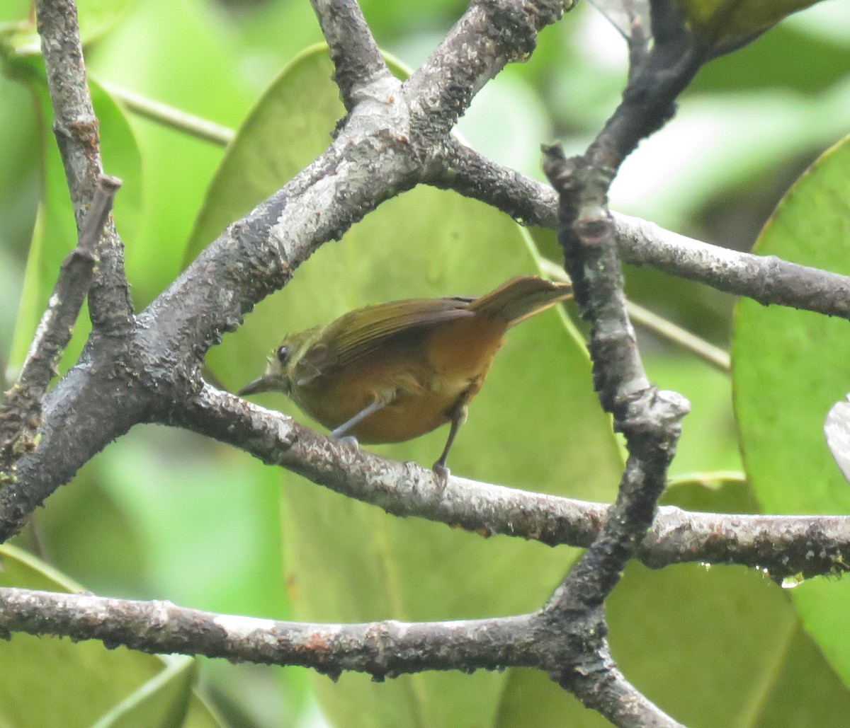 Sierra de Lema Flycatcher - ML586169341