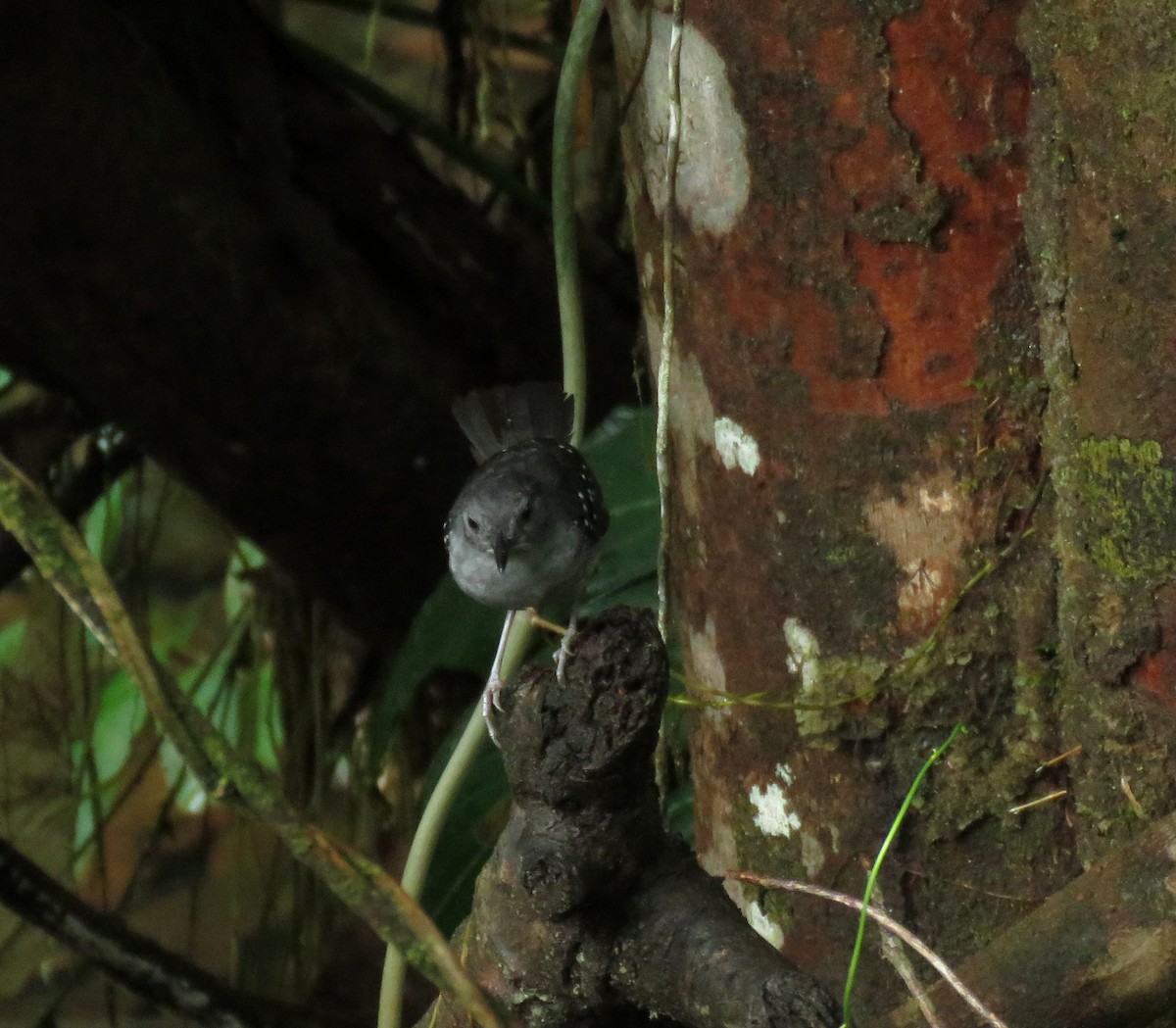 Spot-winged Antbird - ML586169751