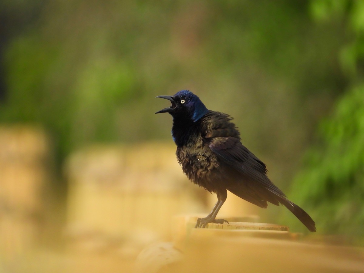 Common Grackle - ML586169901