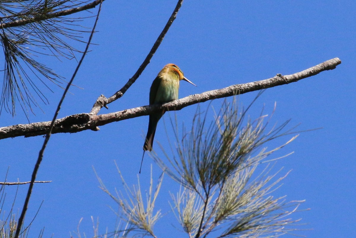 Rainbow Bee-eater - Leith Woodall