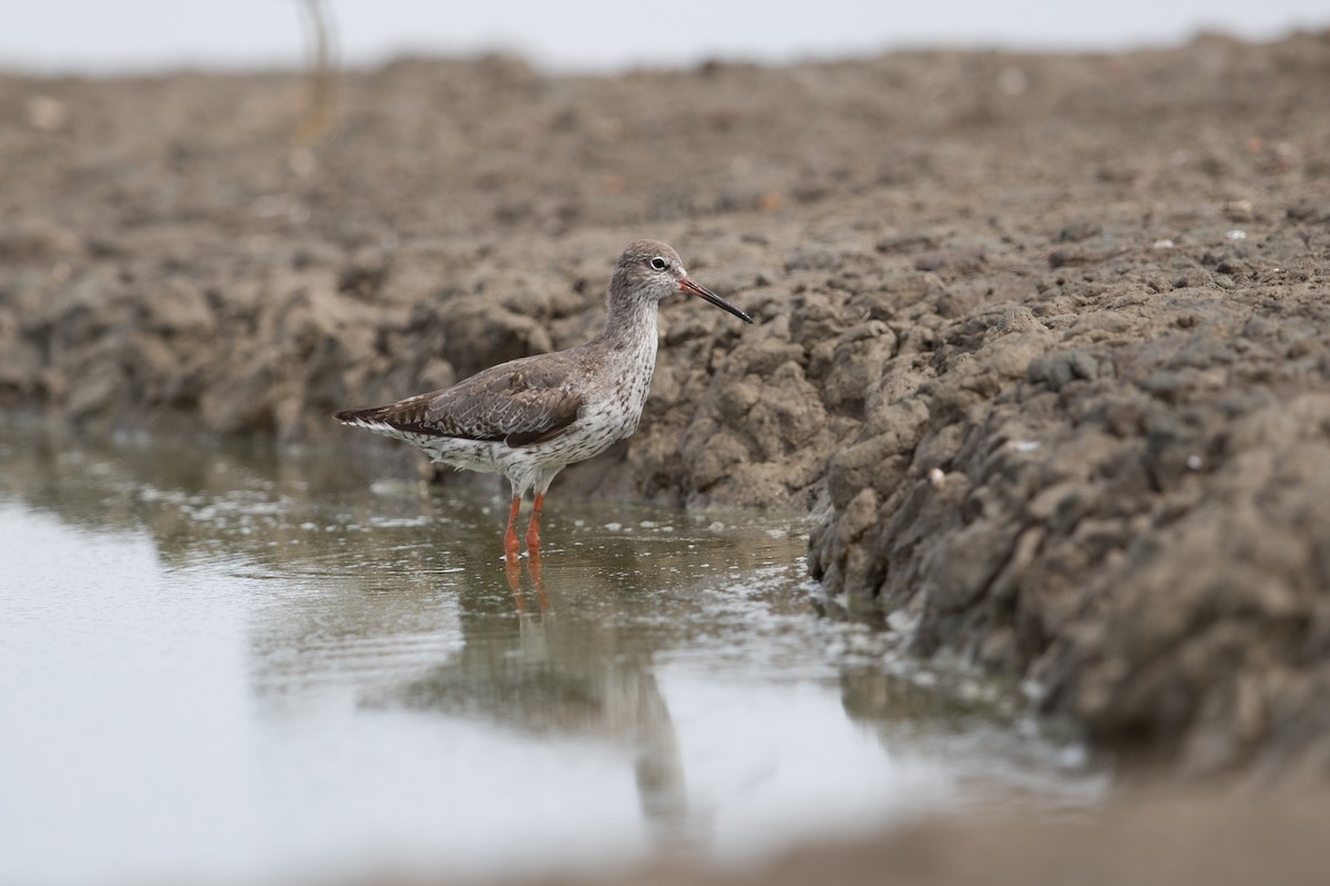 Common/Spotted Redshank - ML586170191