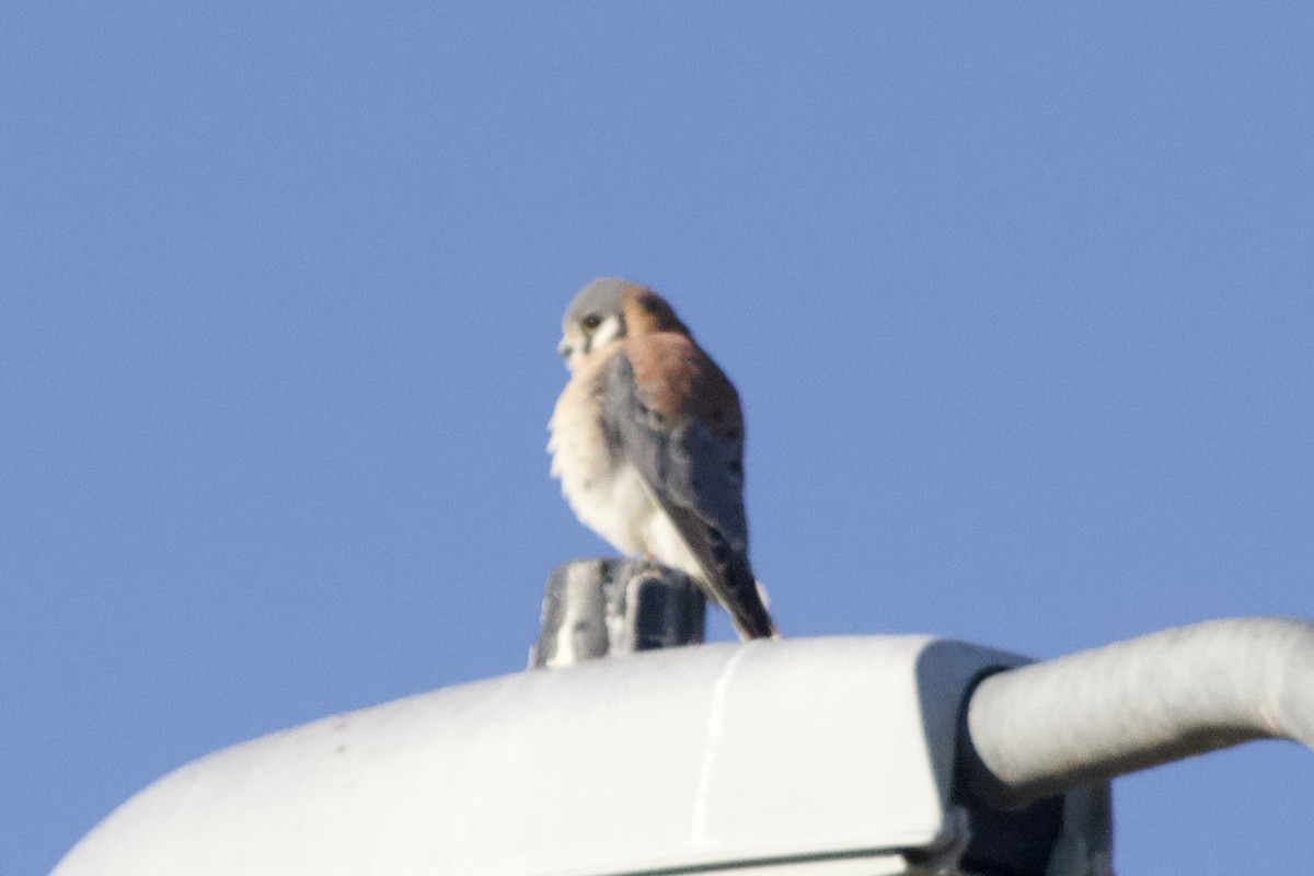 American Kestrel - ML586172621