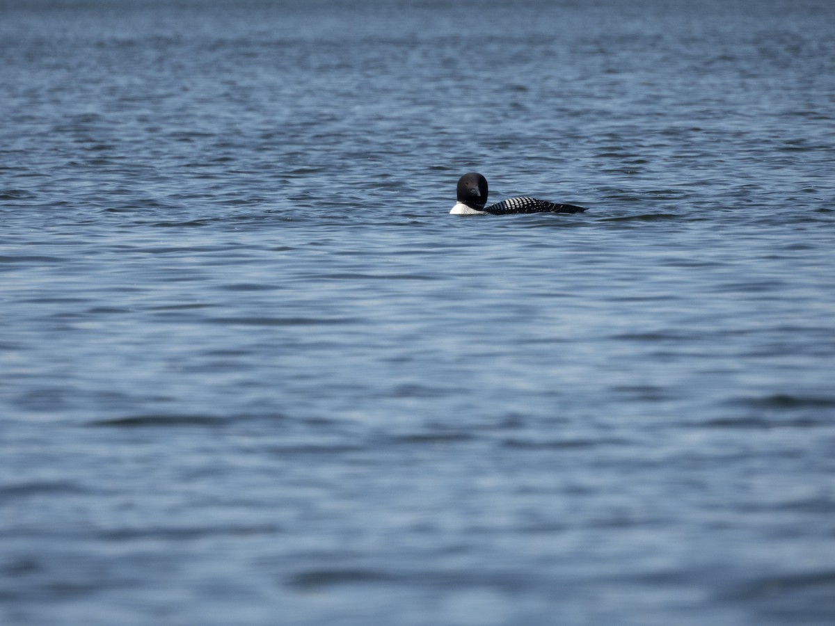 Common Loon - ML586173281
