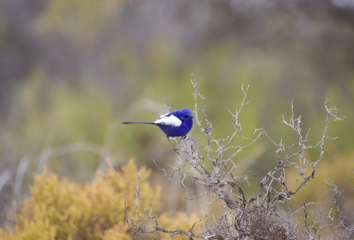 White-winged Fairywren - Ethan Dean