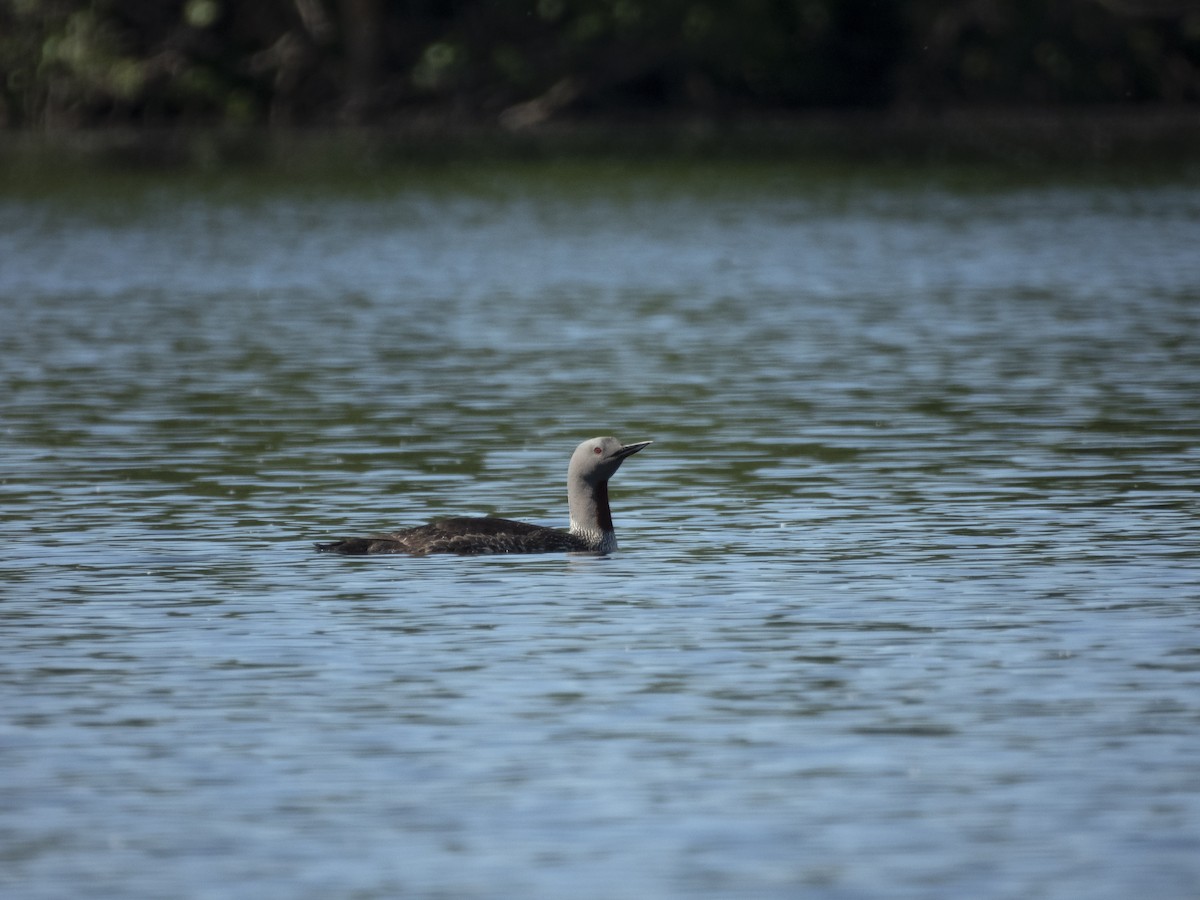 Red-throated Loon - ML586173871