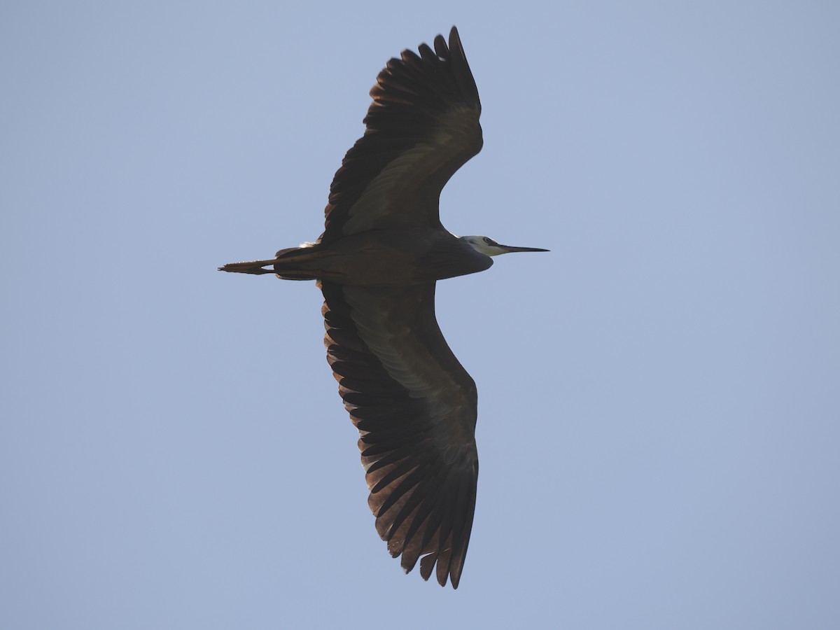 White-faced Heron - ML586175201