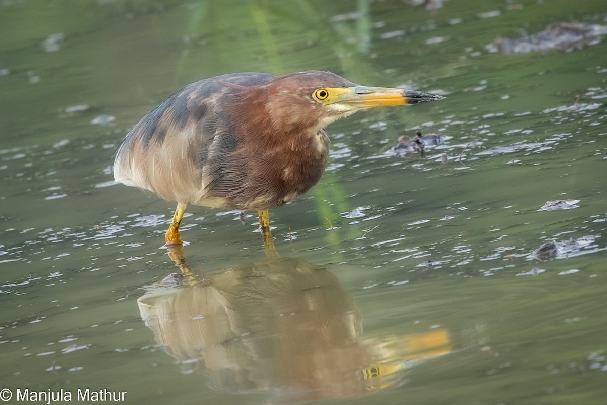 Chinese Pond-Heron - Manjula Mathur