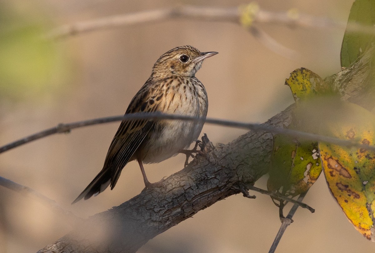 Bush Pipit - Michael Buckham