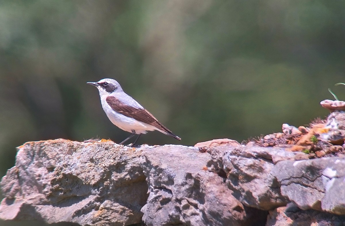 Northern Wheatear - ML586178941