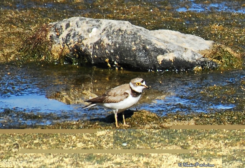 Little Ringed Plover - ML58617981