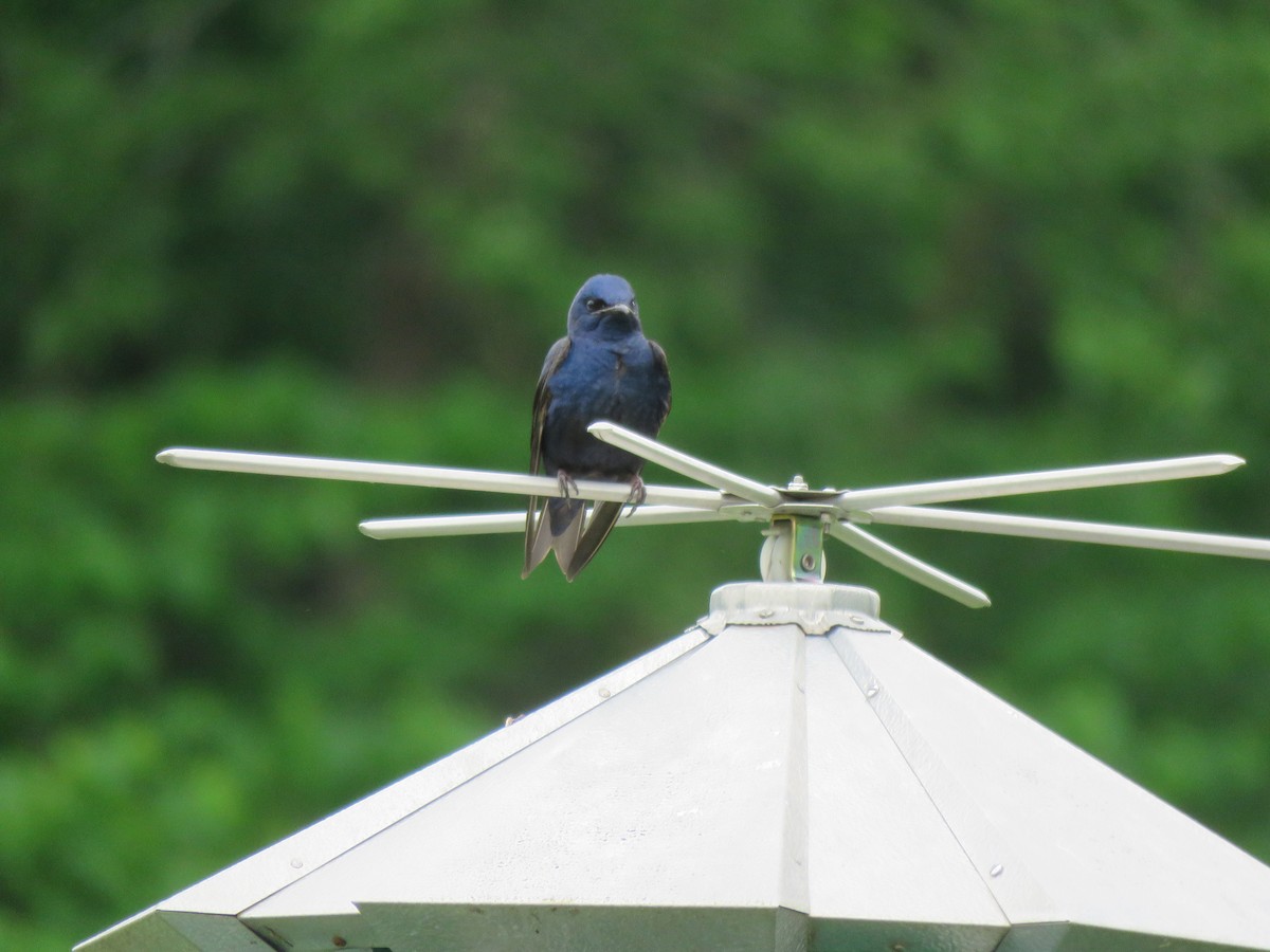 Purple Martin - ML58618021