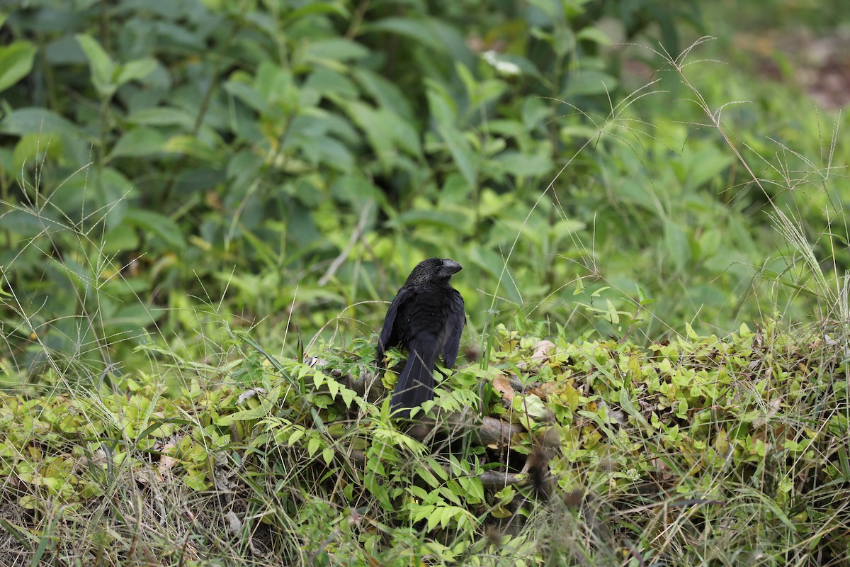 Smooth-billed Ani - ML586180381