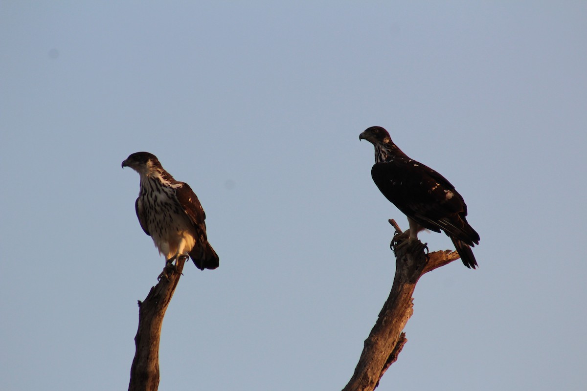 African Hawk-Eagle - ML586180521