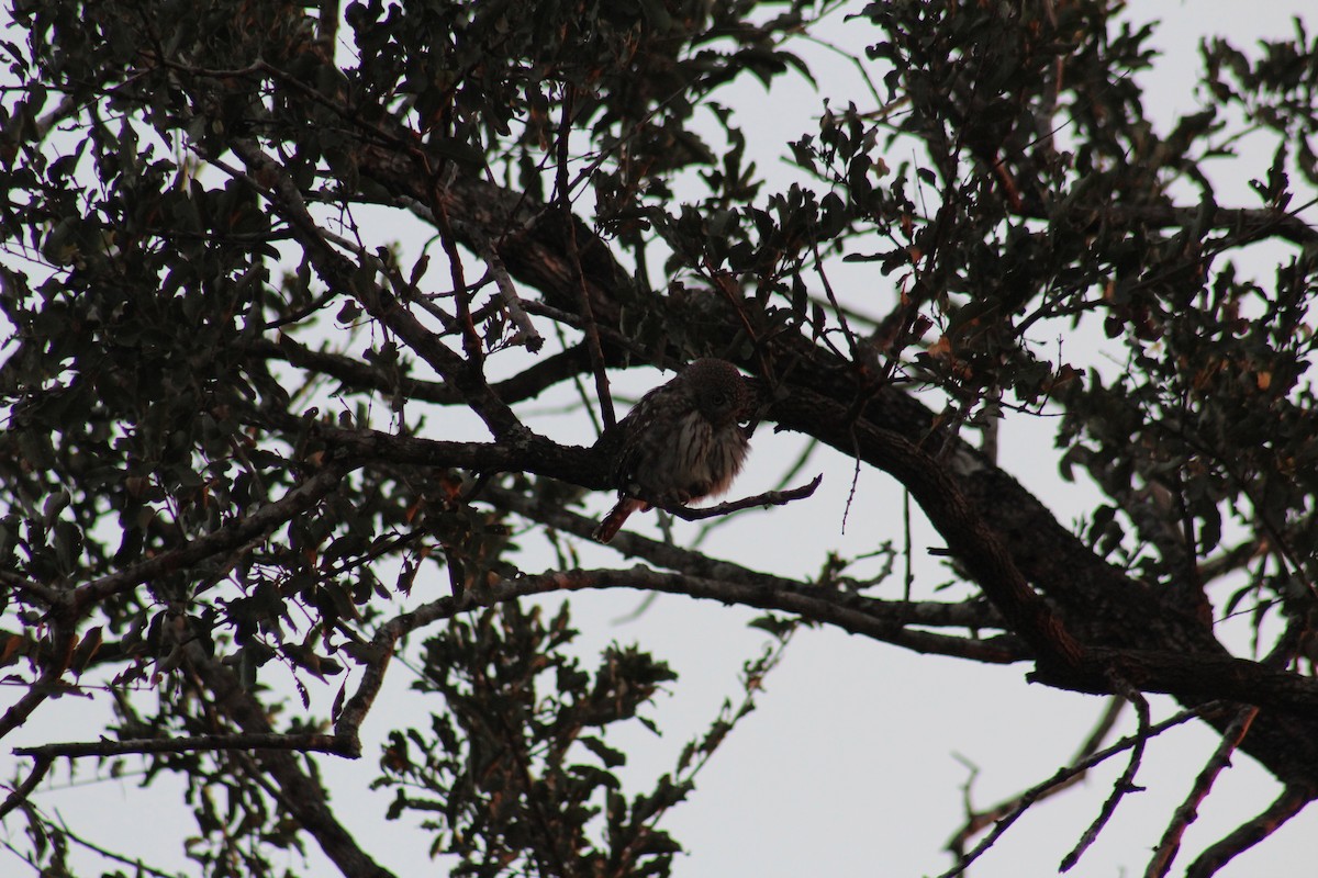 Pearl-spotted Owlet - ML586180541