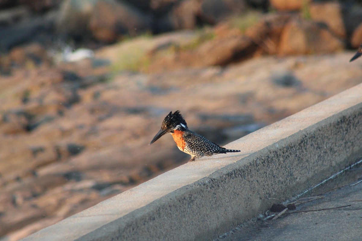 Giant Kingfisher - ML586180751