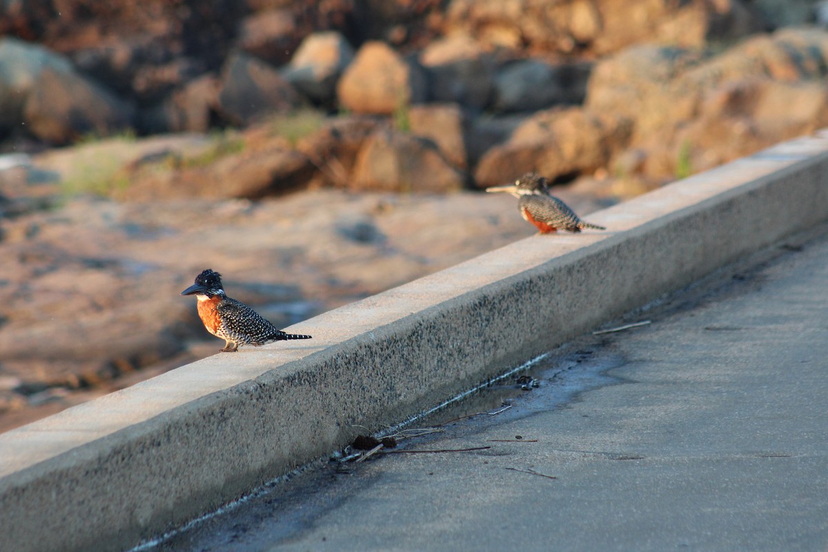 Giant Kingfisher - ML586180771