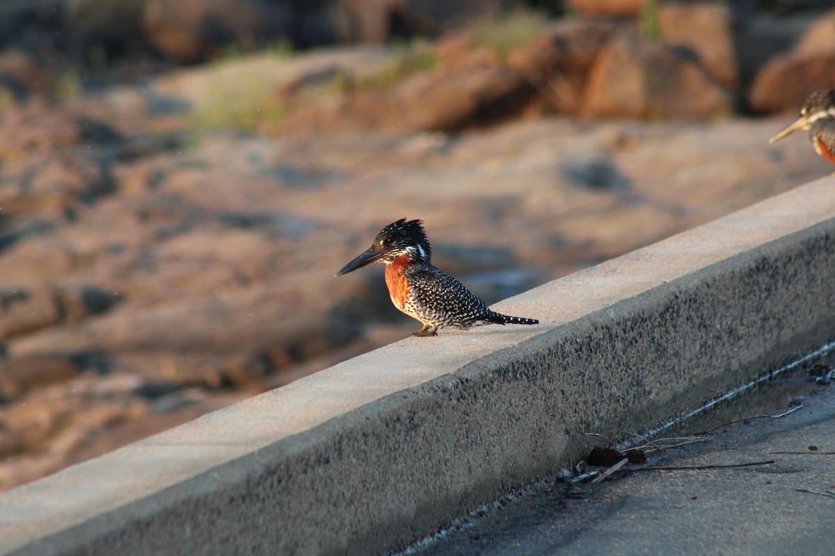 Giant Kingfisher - Timothy GREEN