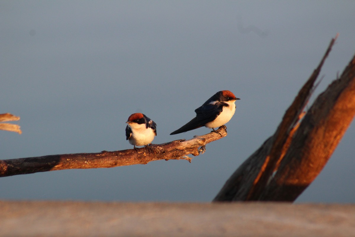 Wire-tailed Swallow - Timothy GREEN