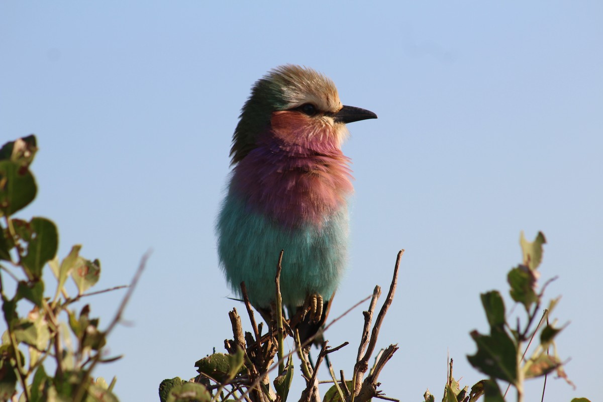 Lilac-breasted Roller - ML586180851