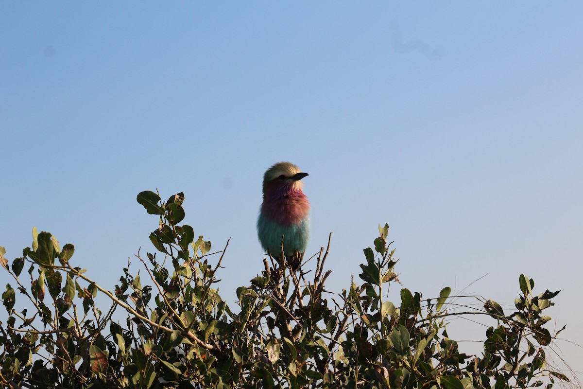 Lilac-breasted Roller - Timothy GREEN